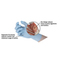 Ergonomic glove HyFlex® 11-816
